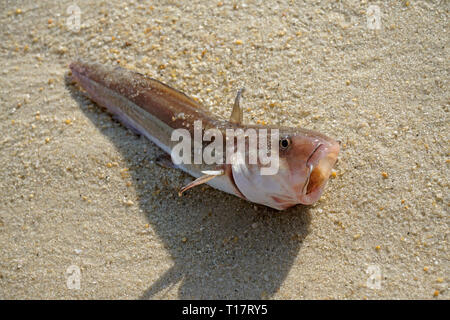 Bis zu ersticken Fische am Lamai Beach, Koh Samui, Golf von Thailand, Thailand, gewaschen Stockfoto