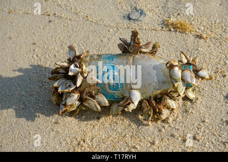 Gans Seepocken (Pedunculata") auf eine Plastikflasche, gewaschen am Lamai Beach, Koh Samui, Golf von Thailand, Thailand Stockfoto