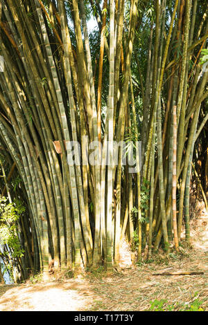 Royal Botanic Gardens, von Peradeniya in der Nähe von Kandy, Sri Lanka Stockfoto