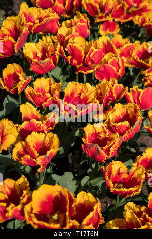 Tulpen Blumen Stockfoto