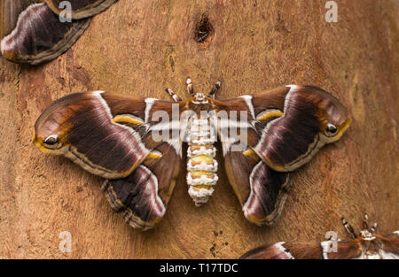 Eri silkmoth (Samia ricini), mit offenen Flügeln, auf Holz- Oberfläche Stockfoto