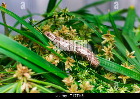 Morpho peleides Caterpillar, auf grüne Blätter Stockfoto