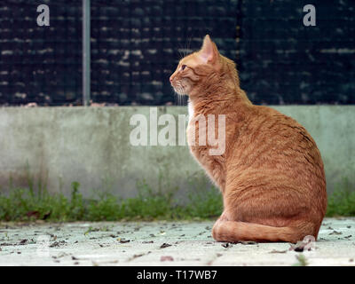 eine rote Katze Stockfoto