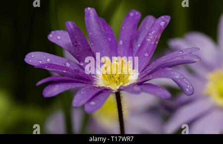 Violett-blaue Anemone blanda - Winter Cuneata Stockfoto