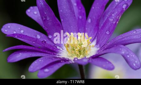 Violett-blaue Anemone blanda - Winter Cuneata Stockfoto