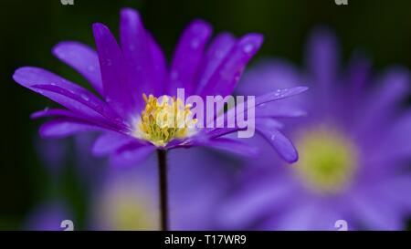 Violett-blaue Anemone blanda - Winter Cuneata Stockfoto