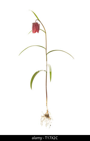Ganze Fritillaria meleagris Anlage auf isoliert weißer Hintergrund Stockfoto