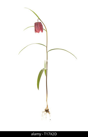 Ganze Fritillaria meleagris mit Glühbirne auf isolierten weißen Hintergrund Stockfoto
