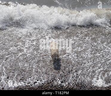 Sidmouth, Großbritannien. 24 Mär, 2019. Ein golden retriever genießt den Strand von Sidmouth. Credit: Foto Central/Alamy leben Nachrichten Stockfoto