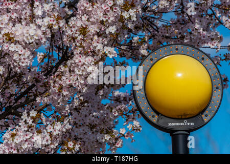 London, Großbritannien. 24. Mär 2019. Frühlingsblüten und ein blauer Himmel an einem Zebrastreifen in SW London. Credit: Guy Bell/Alamy leben Nachrichten Stockfoto