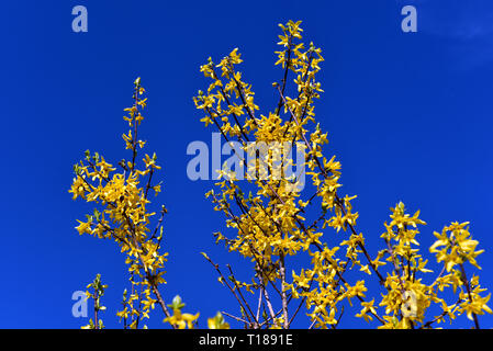 24. März 2019, Nordrhein-Westfalen, Düsseldorf: eine blühende Forsythia steht auf einer Wiese im Rheinpark. Foto: Horst Ossinger/dpa Stockfoto