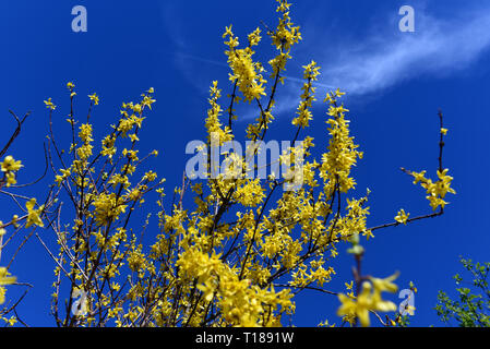 24. März 2019, Nordrhein-Westfalen, Düsseldorf: eine blühende Forsythia steht auf einer Wiese im Rheinpark. Foto: Horst Ossinger/dpa Stockfoto