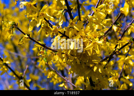24. März 2019, Nordrhein-Westfalen, Düsseldorf: eine blühende Forsythia steht auf einer Wiese im Rheinpark. Foto: Horst Ossinger/dpa Stockfoto