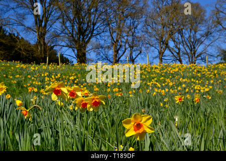 Waddesdon Manor Narzissental. Waddesdon, Buckinghamshire, Großbritannien Stockfoto