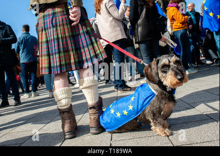 Brüssel, Brabant, Belgien. 24 Mär, 2019. Einen Hund gesehen, der Flagge der EU während des Protestes. Einen Tag vor dem Jahrestag der Gründung des Vertrags über die Europäische Union, der Bürger und der Organisationen der Zivilgesellschaft in den Straßen von Brüssel hat, zwei Monate vor den Europawahlen zu machen. Im März wurde von Plattform gemeinsam organisiert, eine Initiative, die von einer Allianz von progressiven politischen Gruppen aus ganz Europa ins Leben gerufen. Credit: ZUMA Press, Inc./Alamy leben Nachrichten Stockfoto