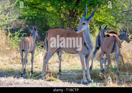 Gemeinsame eland, taurotragus Oryx, im Schatten eines Baumes, Namibia Stockfoto