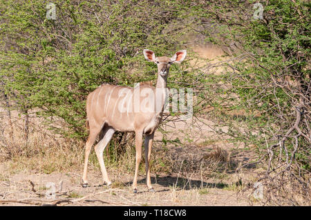 Kudus, Tragelaphus strepsiceros, Namibia Stockfoto