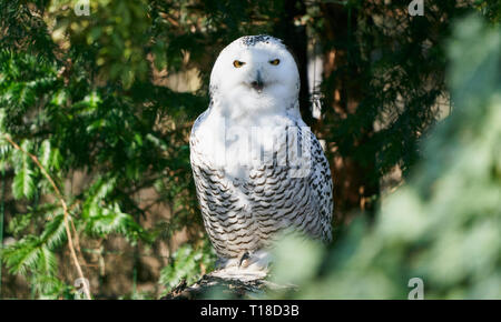 Schneeeule zwischen immergrünen Ästen, Nahaufnahme Tierporträt mit flauschigem Waldlicht. Stockfoto