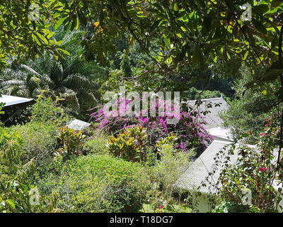 Rosa Blumen in das Gewürz Garten Jardin du Roi auf den Seychellen Insel Mahe Stockfoto