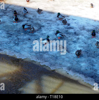 Eine Gruppe von Enten sitzen auf dem Eis der Behälter um die Bohrung. Scharen von Vögeln. Stockfoto