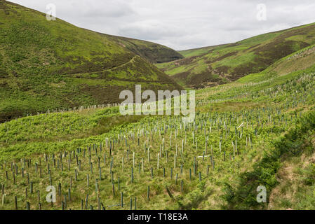 Masse der neu gepflanzten Bäumen bei Ashop Clough neben dem Snake Pass, Derbyshire, England. Stockfoto