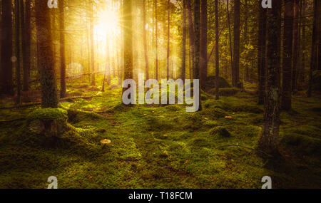 Grün bemoosten Märchenwald mit schönen Licht der Sonne zwischen den Bäumen im Nebel scheint. Geheimnisvolle gemütliche Atmosphäre. Stockfoto