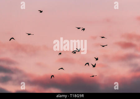 Herden von wilden Wald Vögel Common Starling Fliegen im Frühjahr Sonnenuntergang Sonnenaufgang Orange Sky. Weißrussland, Belarus Natur, Wildlife Stockfoto