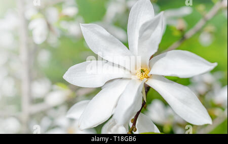 Magnolienblüte auf Magnolienbaum. Stockfoto