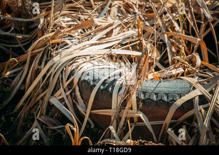 Alte Reifen Abdeckung links In trockenen Herbst Gras. Altreifen ging im Boden. Eco-Konzept Müll Disaster aus ökologischen Verschmutzung der Umwelt. Abfall Stockfoto
