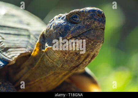 Niedrige Perspektive close-up Außenaufnahme einer Schildkröte (Kriechfunktion) mit seinen Kopf und Augen im Fokus und die shell verblassen in der grünen Hintergrund. Stockfoto