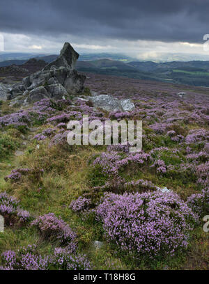 Schöne Landschaft in Shropshire im September vom Quartzit-Kamm der Stiperstones, Shropshire-zweithöchster Hügel, England, Großbritannien, aus gesehen. Stockfoto