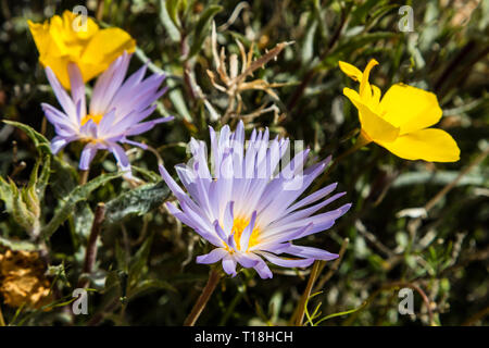 MOJAVE ASTERS (Xylorhiza tortifolia) und Kalifornien Mohn (Eschscholzia californica) - Joshua Tree National Park, Kalifornien Stockfoto