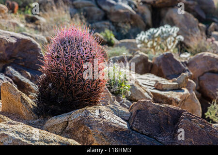 Cactacea CHOLLO CACTUS (Opuntia) und BARREL KAKTUS (Ferocactus wislizeni) - Joshua Tree National Park, Kalifornien Stockfoto