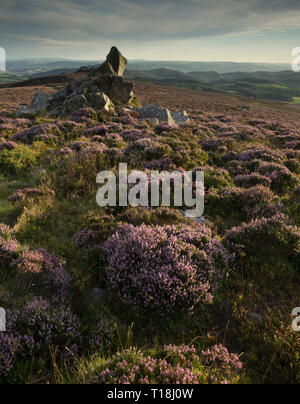 Schöne Landschaft in Shropshire im September vom Quartzit-Kamm der Stiperstones, Shropshire-zweithöchster Hügel, England, Großbritannien, aus gesehen. Stockfoto