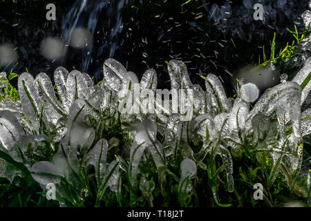 Frozen Pflanzen vor der Sonne in der Nähe der Stream in kalten sonnigen Frühling Morgen Stockfoto