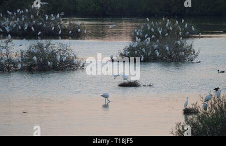 Rosa Flamingo mit Zypern als eines der wichtigen wandernden Passagen. Unter ihnen sind 12.000 Flamingos (Phoenicopterus ruber) Fütterung auf Brine Shrimp. Stockfoto