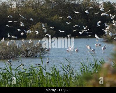 Rosa Flamingo mit Zypern als eines der wichtigen wandernden Passagen. Unter ihnen sind 12.000 Flamingos (Phoenicopterus ruber) Fütterung auf Brine Shrimp. Stockfoto