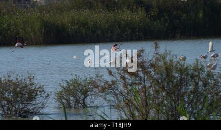 Rosa Flamingo mit Zypern als eines der wichtigen wandernden Passagen. Unter ihnen sind 12.000 Flamingos (Phoenicopterus ruber) Fütterung auf Brine Shrimp. Stockfoto