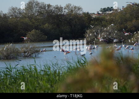 Rosa Flamingo mit Zypern als eines der wichtigen wandernden Passagen. Unter ihnen sind 12.000 Flamingos (Phoenicopterus ruber) Fütterung auf Brine Shrimp. Stockfoto