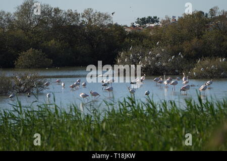 Rosa Flamingo mit Zypern als eines der wichtigen wandernden Passagen. Unter ihnen sind 12.000 Flamingos (Phoenicopterus ruber) Fütterung auf Brine Shrimp. Stockfoto