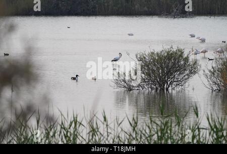 Rosa Flamingo mit Zypern als eines der wichtigen wandernden Passagen. Unter ihnen sind 12.000 Flamingos (Phoenicopterus ruber) Fütterung auf Brine Shrimp. Stockfoto