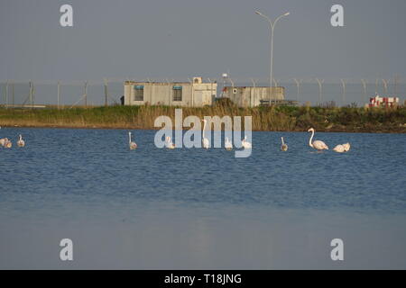 Rosa Flamingo mit Zypern als eines der wichtigen wandernden Passagen. Unter ihnen sind 12.000 Flamingos (Phoenicopterus ruber) Fütterung auf Brine Shrimp. Stockfoto