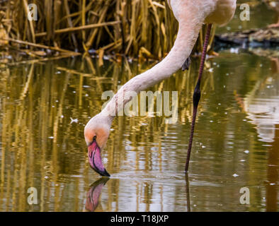 Nahaufnahme einer größeren flamingo Trinkwasser aus dem See, bunter Vogel aus Europa Stockfoto