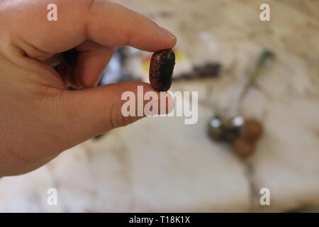 Red runner bean Saatgut, Anbau und Saatgut Konzept. Stockfoto