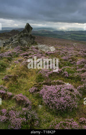 Schöne Landschaft in Shropshire im September vom Quartzit-Kamm der Stiperstones, Shropshire-zweithöchster Hügel, England, Großbritannien, aus gesehen. Stockfoto