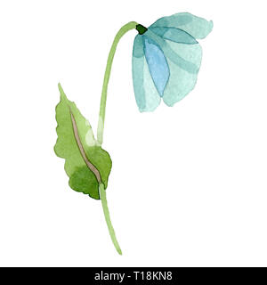 Türkis Mohn Blumen botanischen Blume. Aquarell Hintergrund Abbildung. Isolierte poppy Abbildung Element. Stockfoto