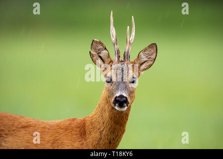 Nahaufnahme von aufmerksamen Rehe buck steht auf einer Wiese im Sommer Stockfoto