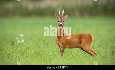 Aufmerksame Rehe buck steht auf einer Wiese im Sommer Stockfoto