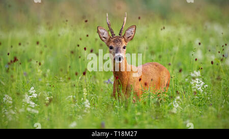Überrascht Rehe Buck im Sommer stehen im hohen Gras Stockfoto