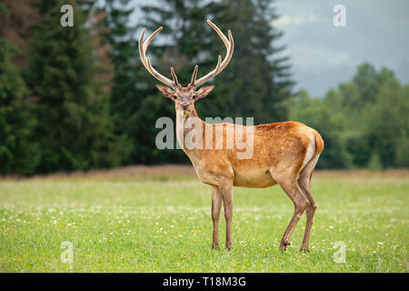 Red deer Hirsch mit Geweih in Velvet auf einer Wiese Stockfoto